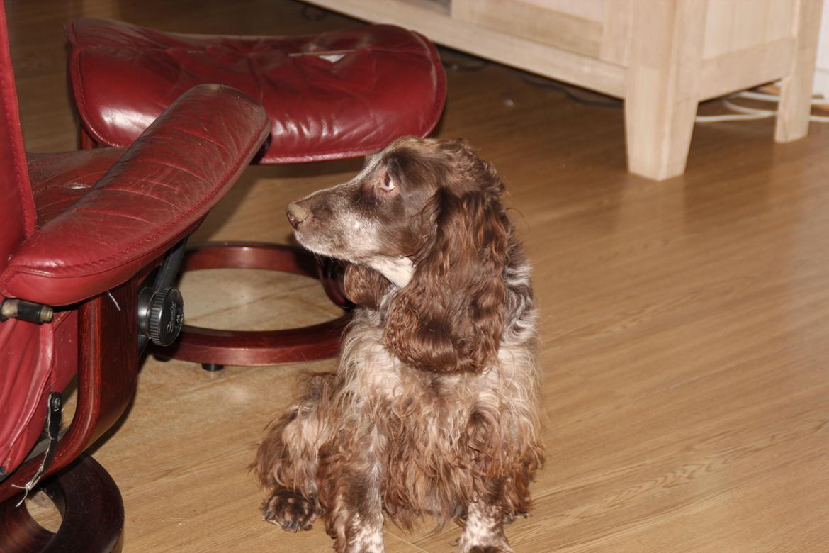 Field Trial Cockerspaniel Smut R.I.P. <3 billede 27