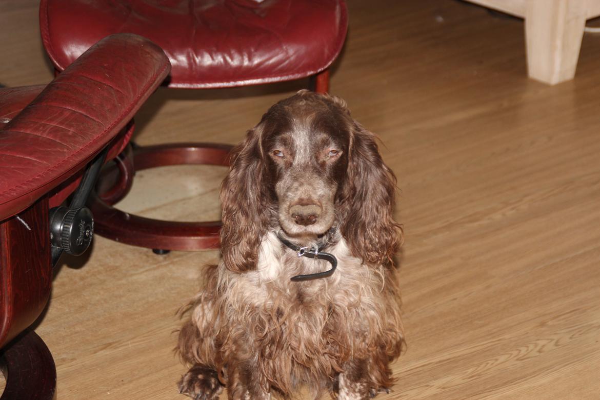 Field Trial Cockerspaniel Smut R.I.P. <3 billede 30