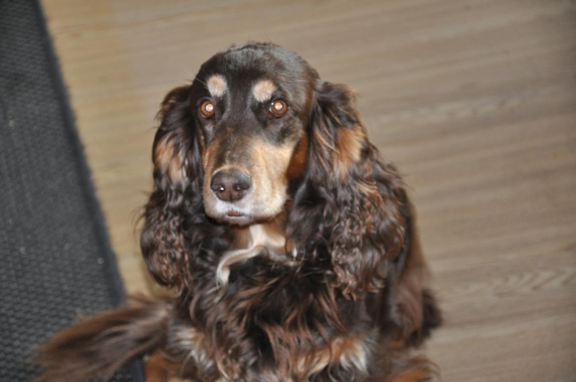 Field Trial Cockerspaniel Lise billede 10