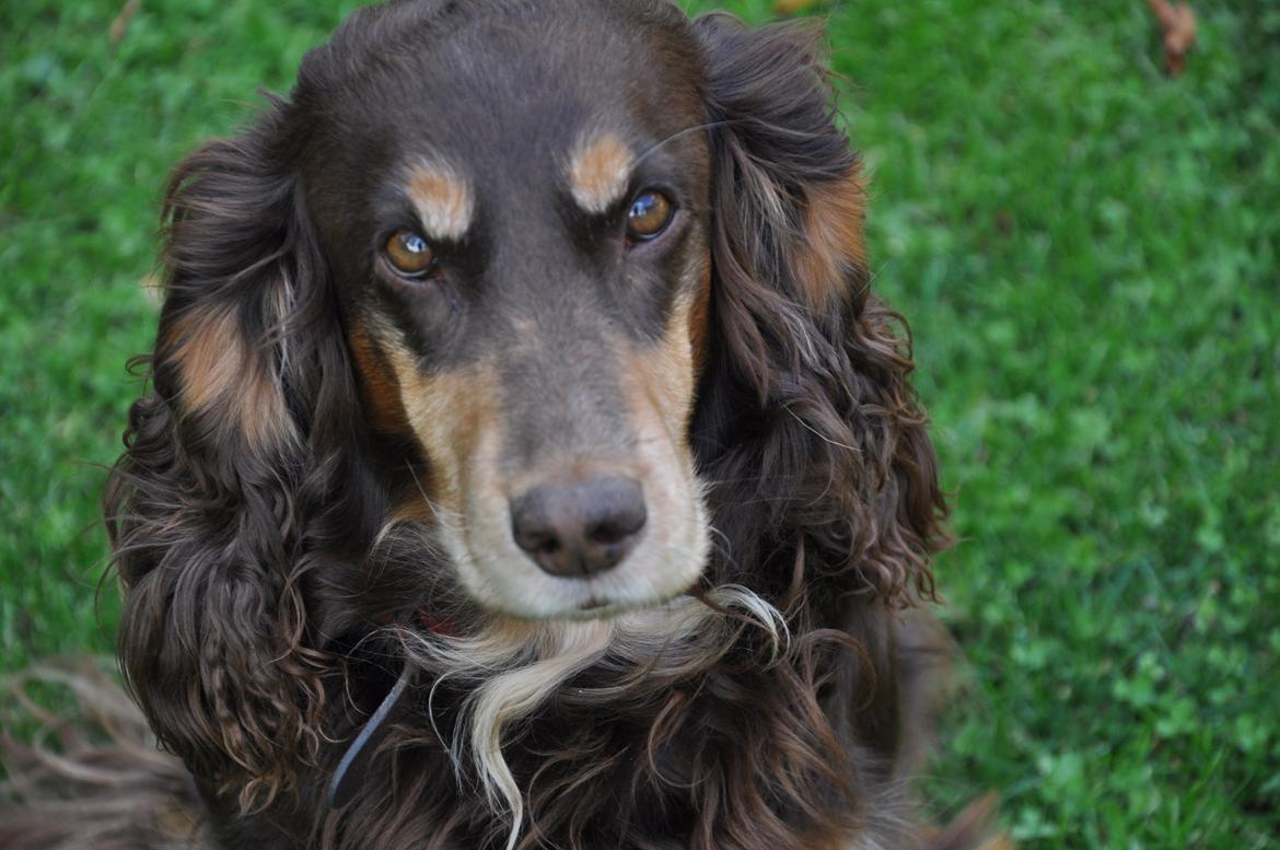 Field Trial Cockerspaniel Lise billede 1