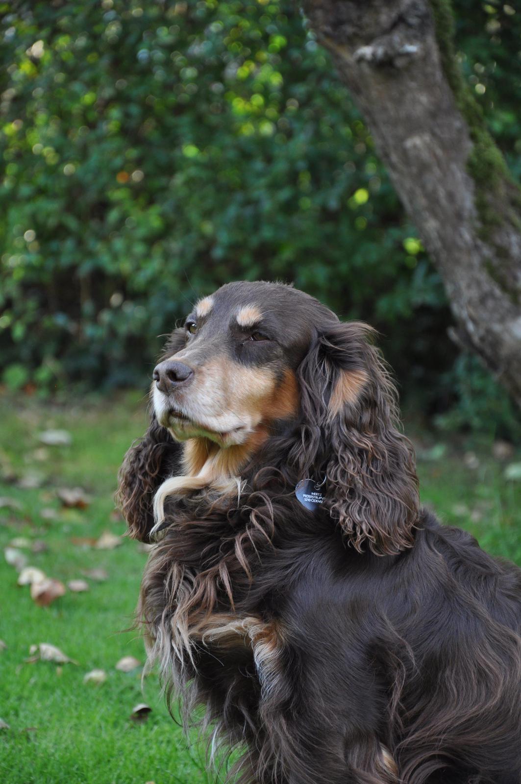 Field Trial Cockerspaniel Lise billede 11
