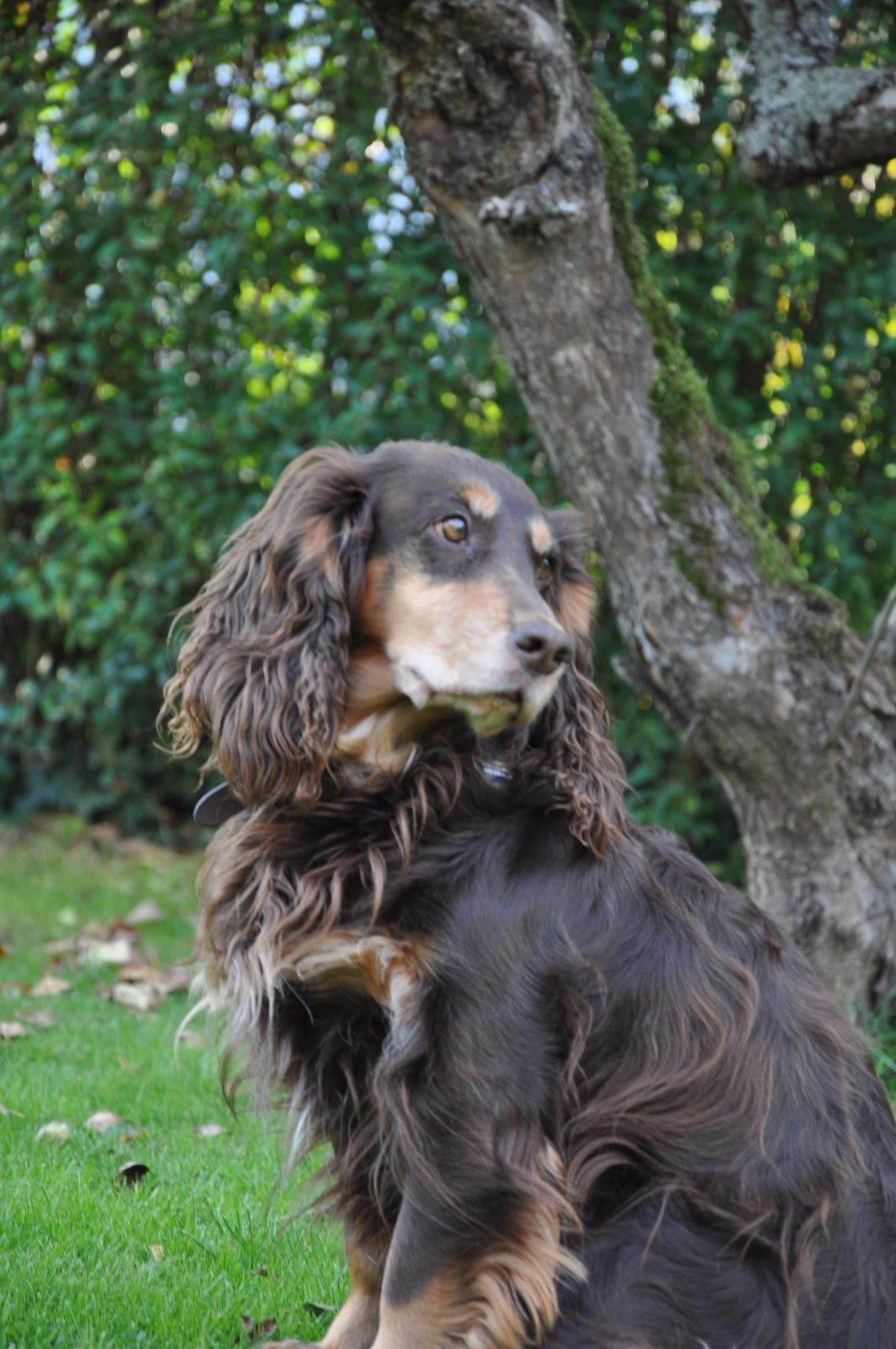 Field Trial Cockerspaniel Lise billede 5