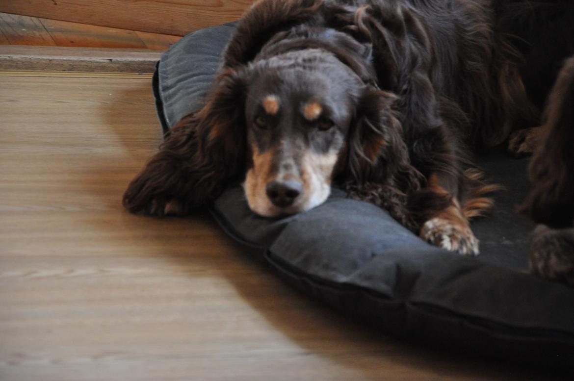 Field Trial Cockerspaniel Lise billede 4