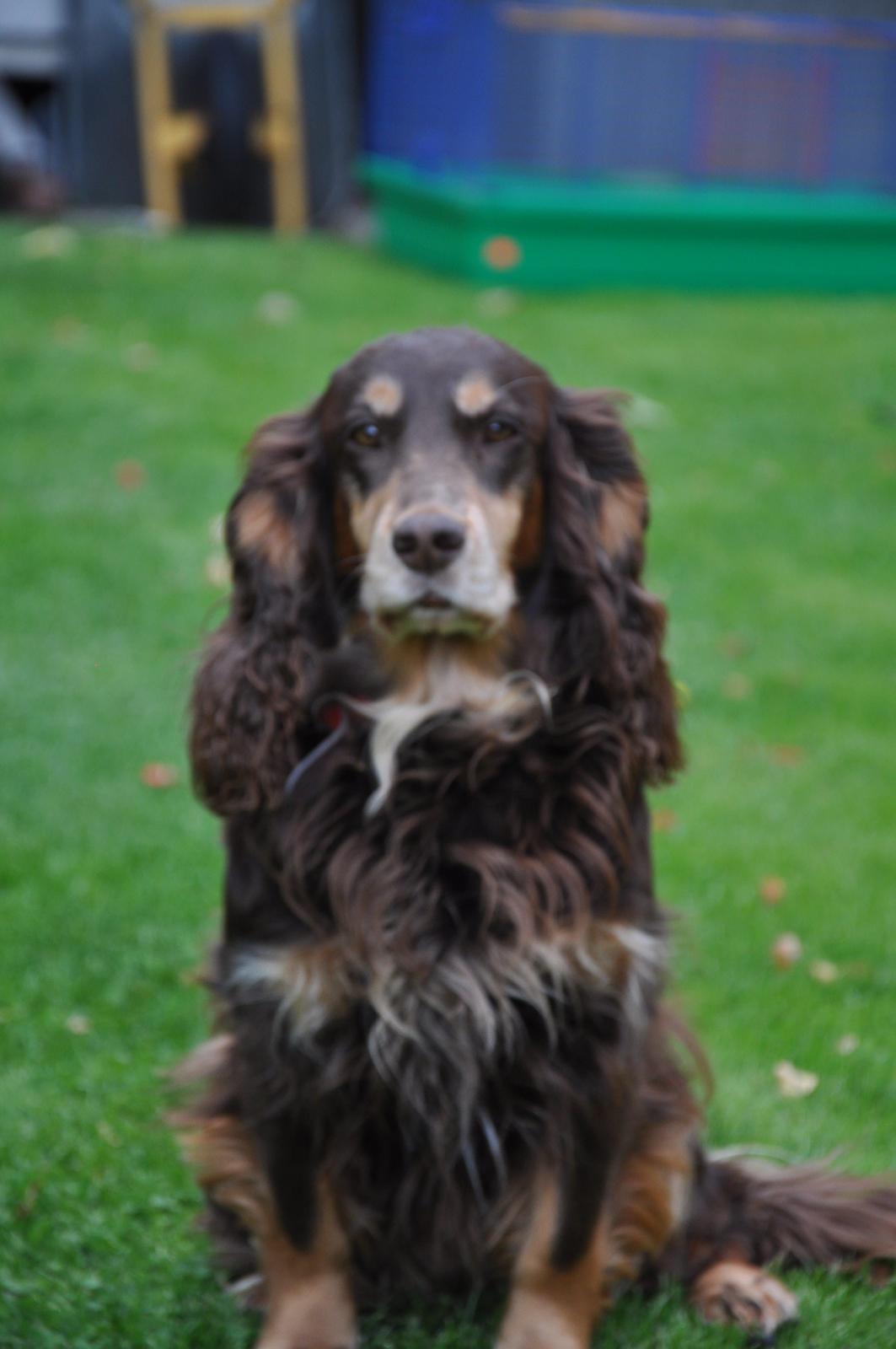 Field Trial Cockerspaniel Lise billede 9