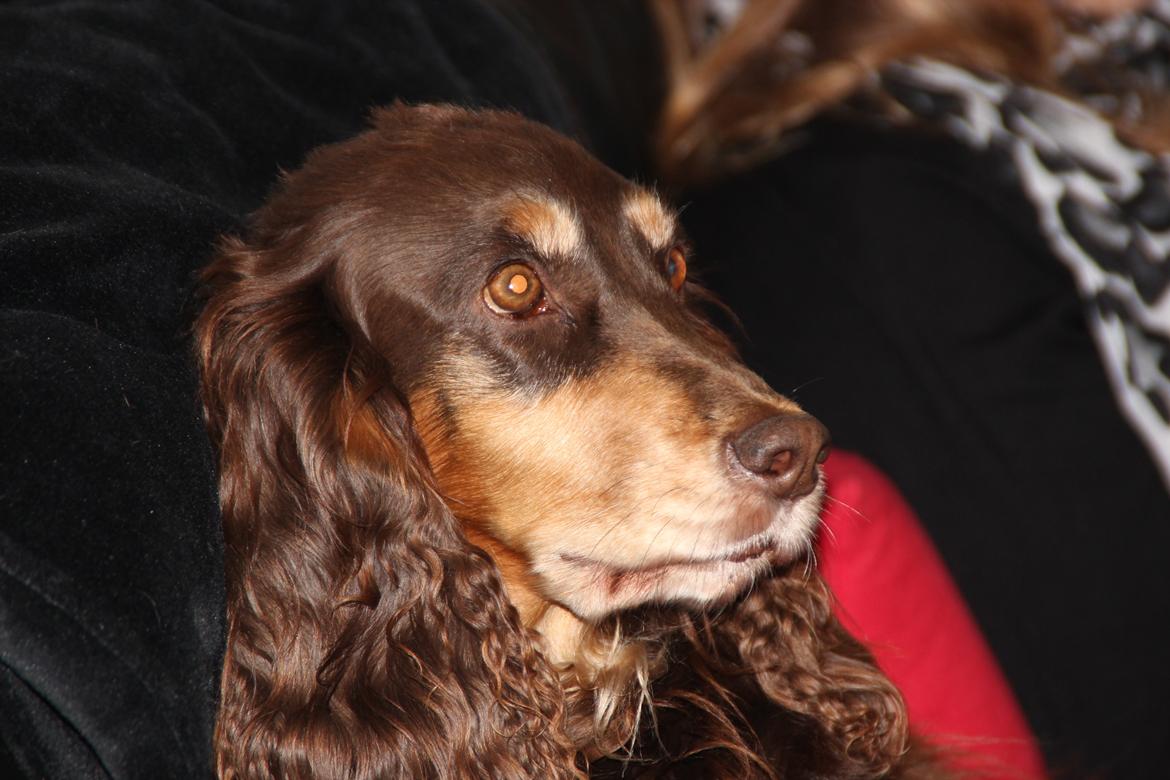 Field Trial Cockerspaniel Lise billede 12