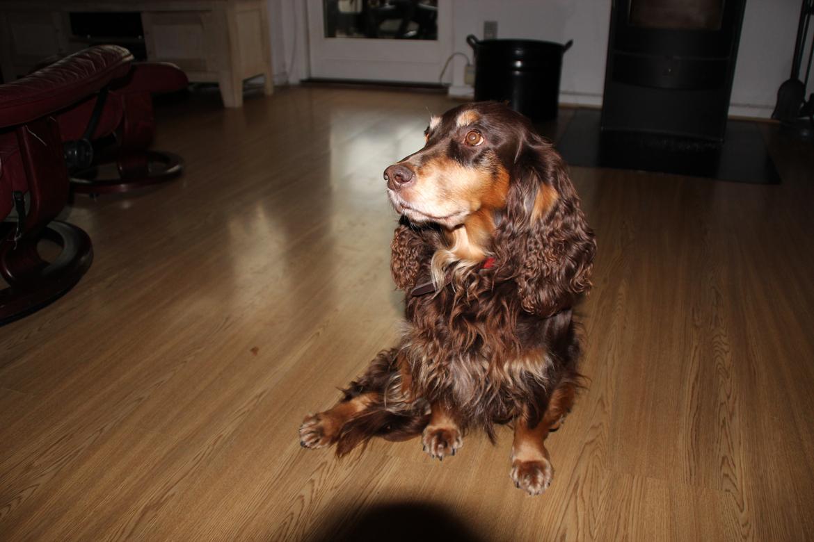 Field Trial Cockerspaniel Lise billede 7