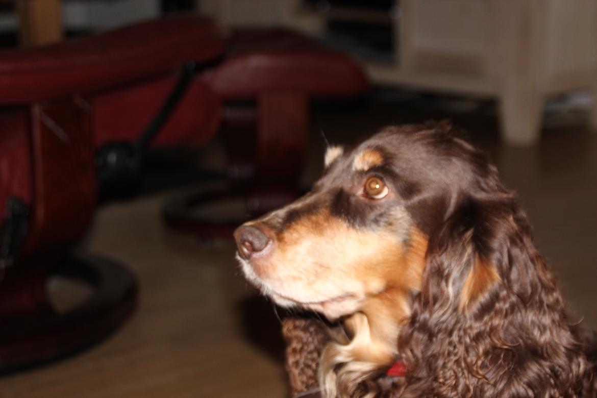 Field Trial Cockerspaniel Lise billede 3