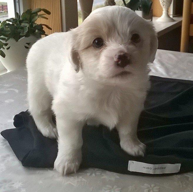 Blanding af racer Mickey R.I.P billede 1