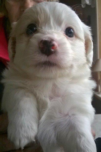 Blanding af racer Mickey R.I.P billede 2