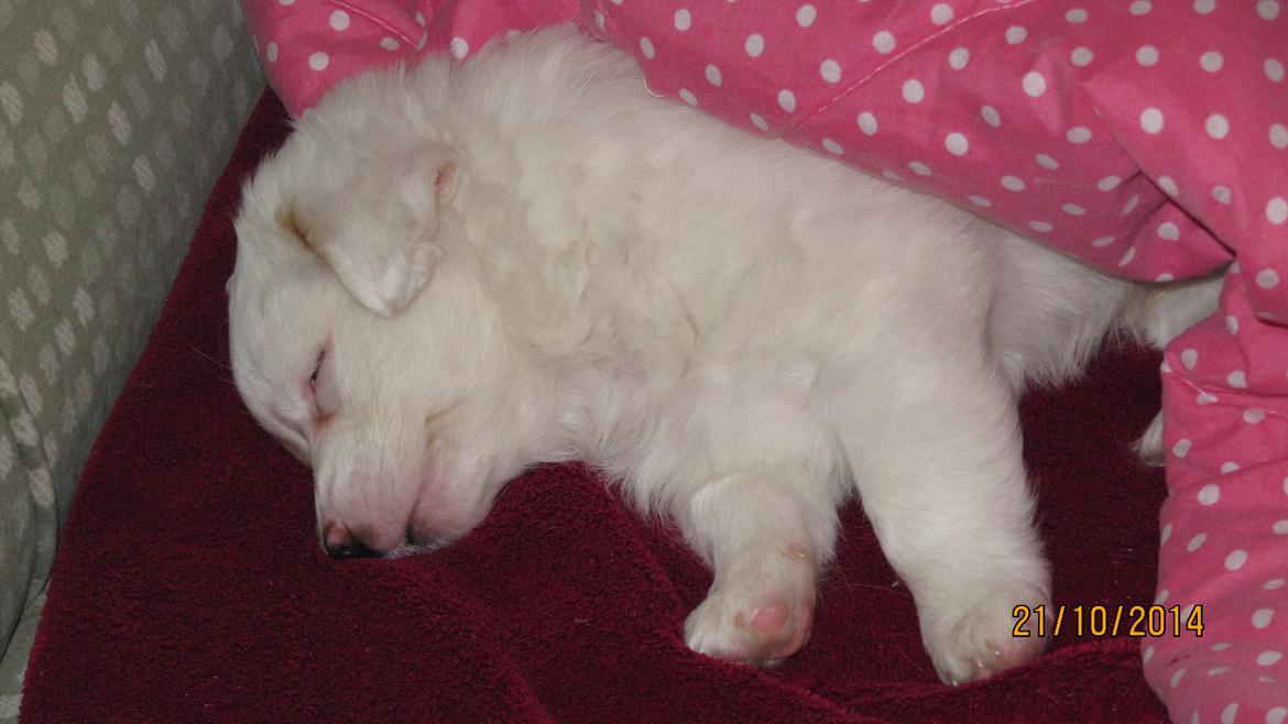 Blanding af racer Mickey R.I.P billede 5