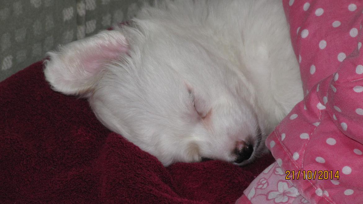 Blanding af racer Mickey R.I.P billede 6