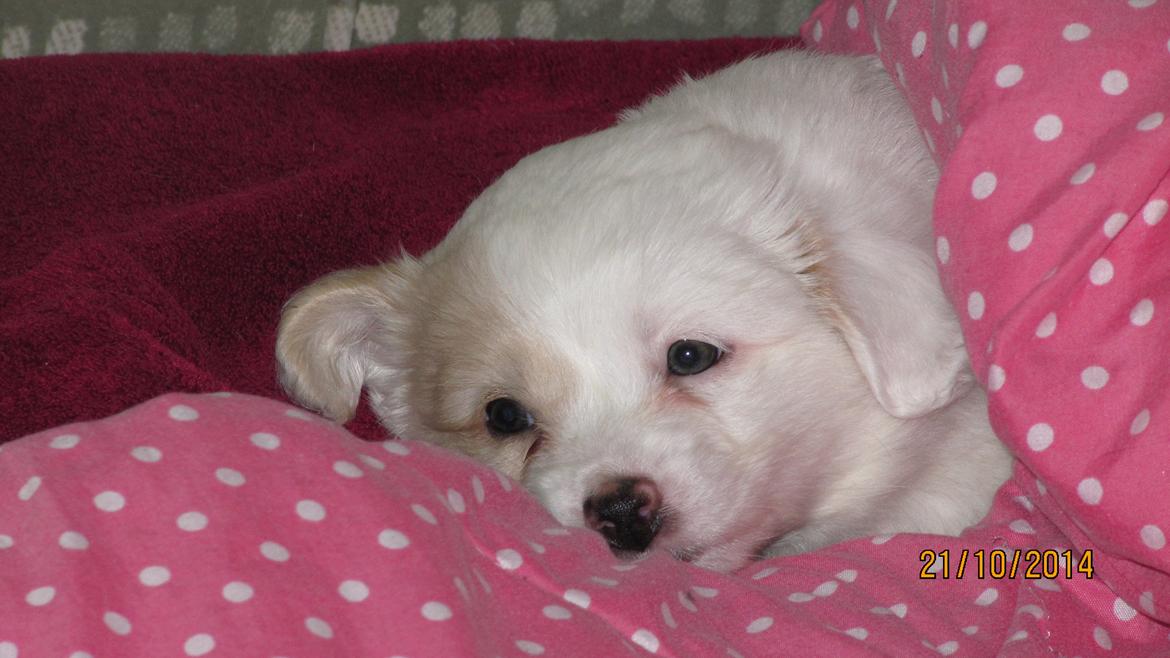 Blanding af racer Mickey R.I.P billede 4