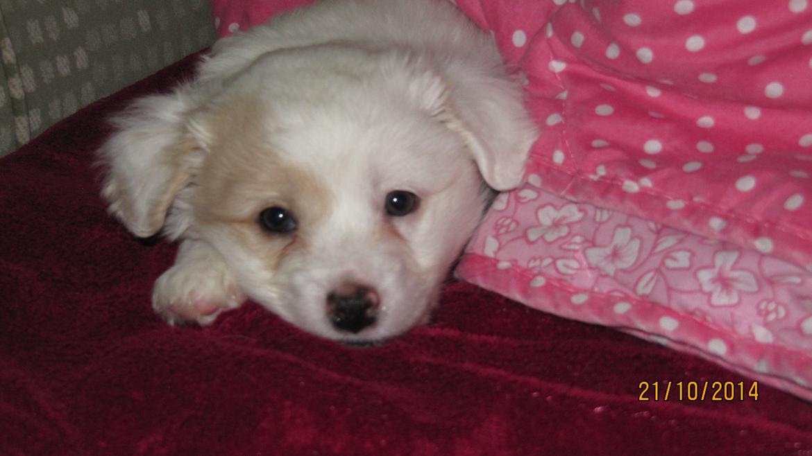 Blanding af racer Mickey R.I.P billede 7