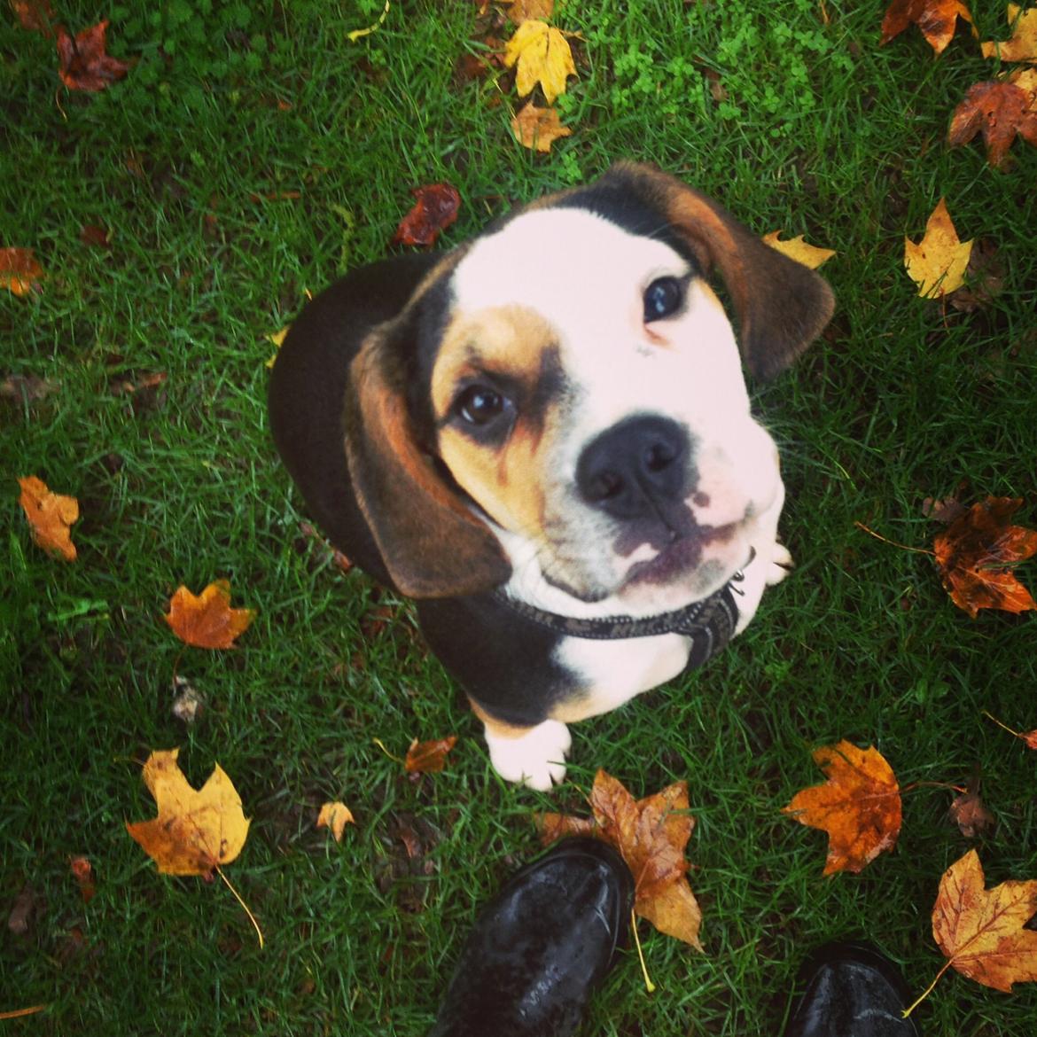 Blanding af racer Nora billede 1