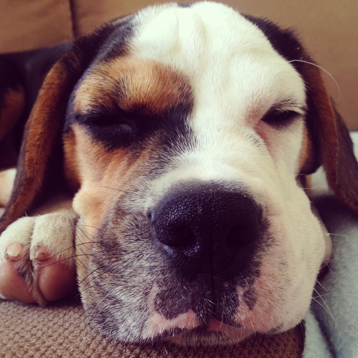 Blanding af racer Nora billede 2