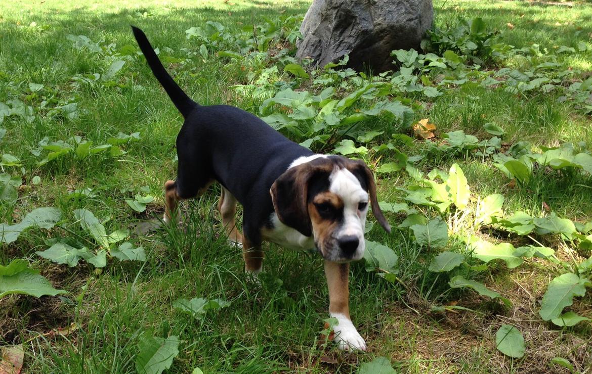 Blanding af racer Nora billede 3