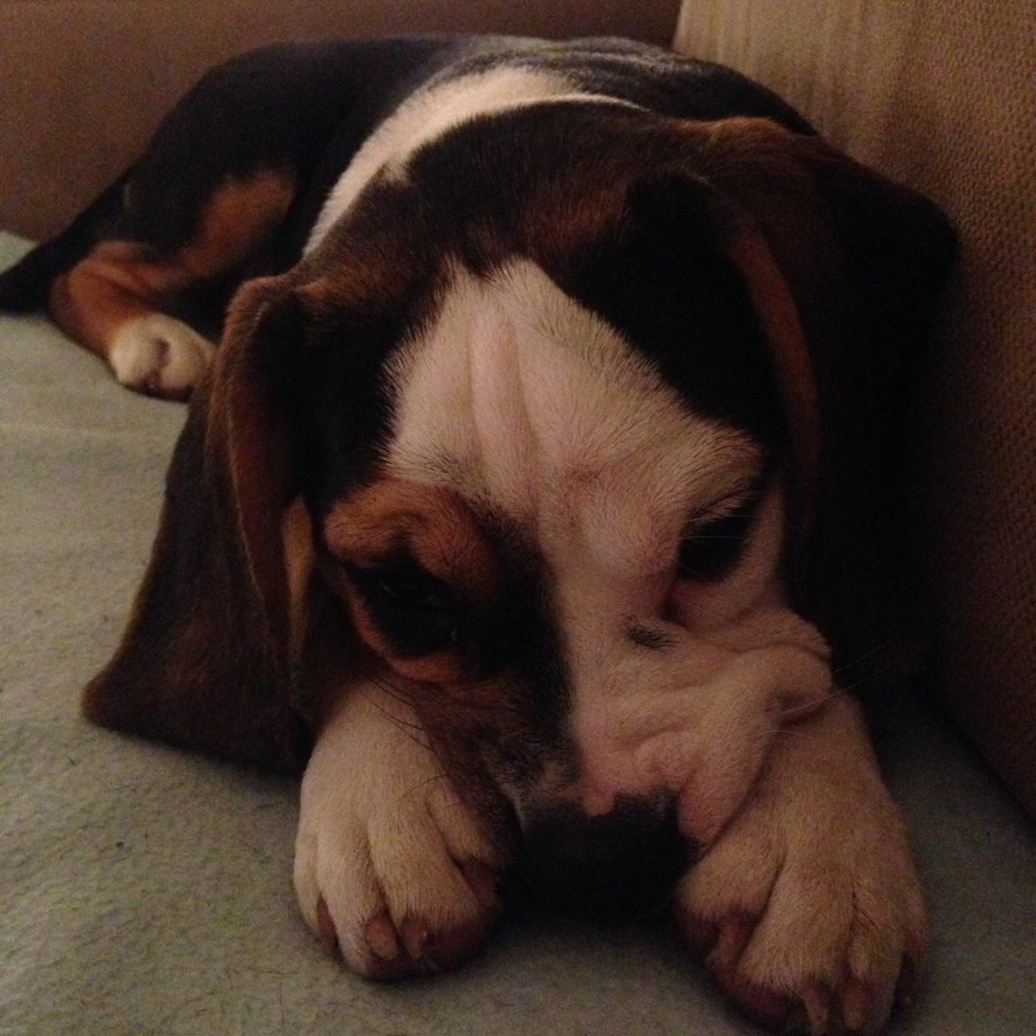 Blanding af racer Nora billede 4