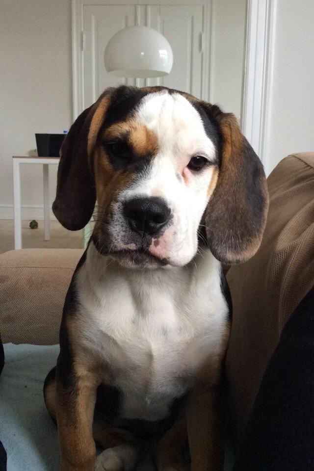 Blanding af racer Nora billede 5