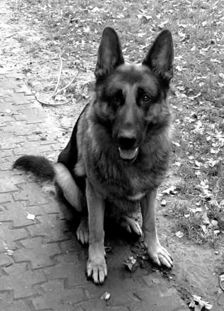 Schæferhund Kisas Wodin. (Woody). billede 2