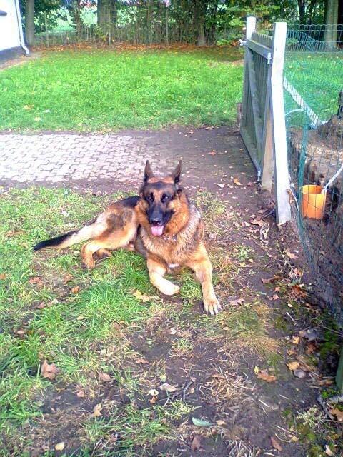 Schæferhund Kisas Wodin. (Woody). billede 4