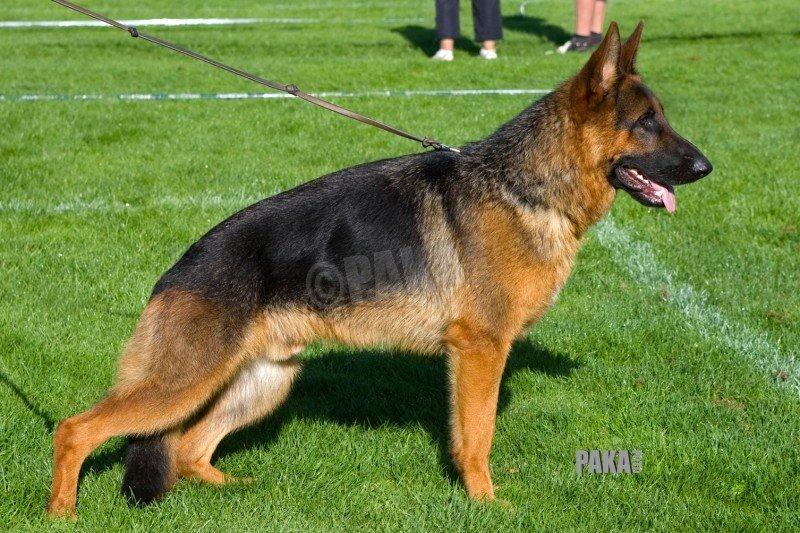 Schæferhund Kisas Wodin. (Woody). billede 1