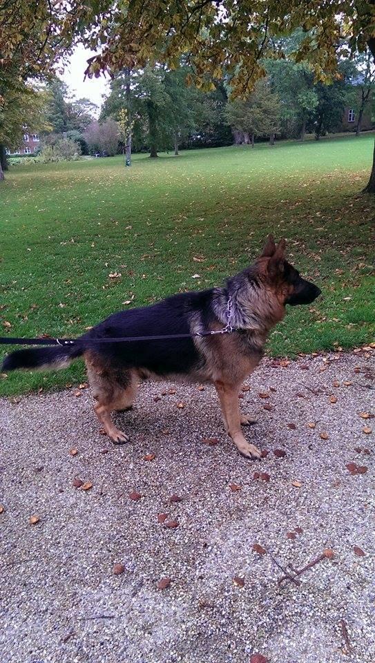 Schæferhund Kisas Wodin. (Woody). billede 5