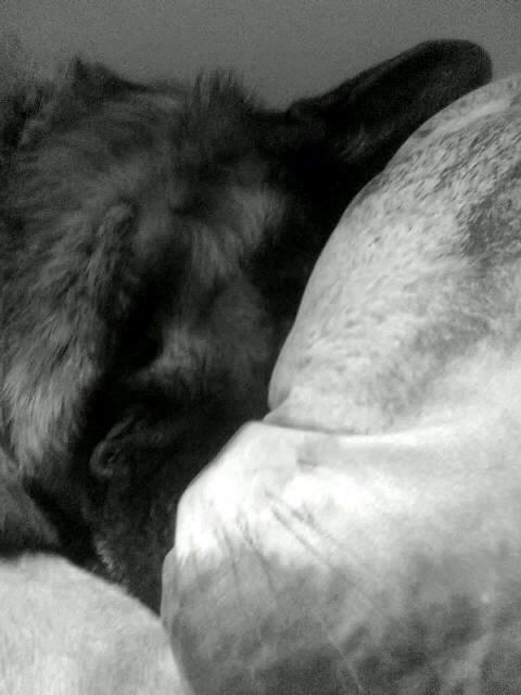 Schæferhund Kisas Wodin. (Woody). billede 3