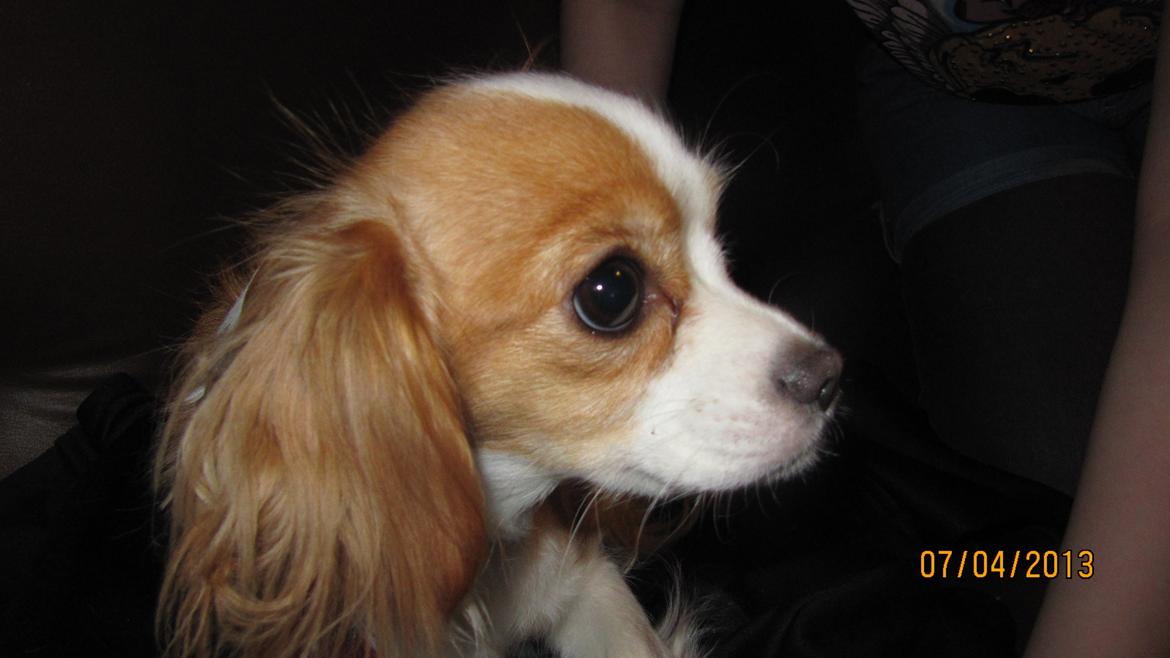 Blanding af racer Flykra billede 13