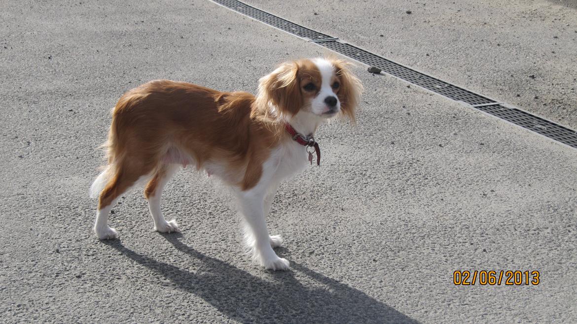 Blanding af racer Flykra billede 14