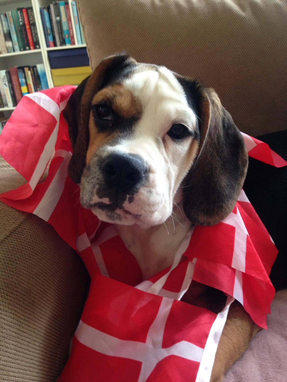 Blanding af racer Nora billede 6