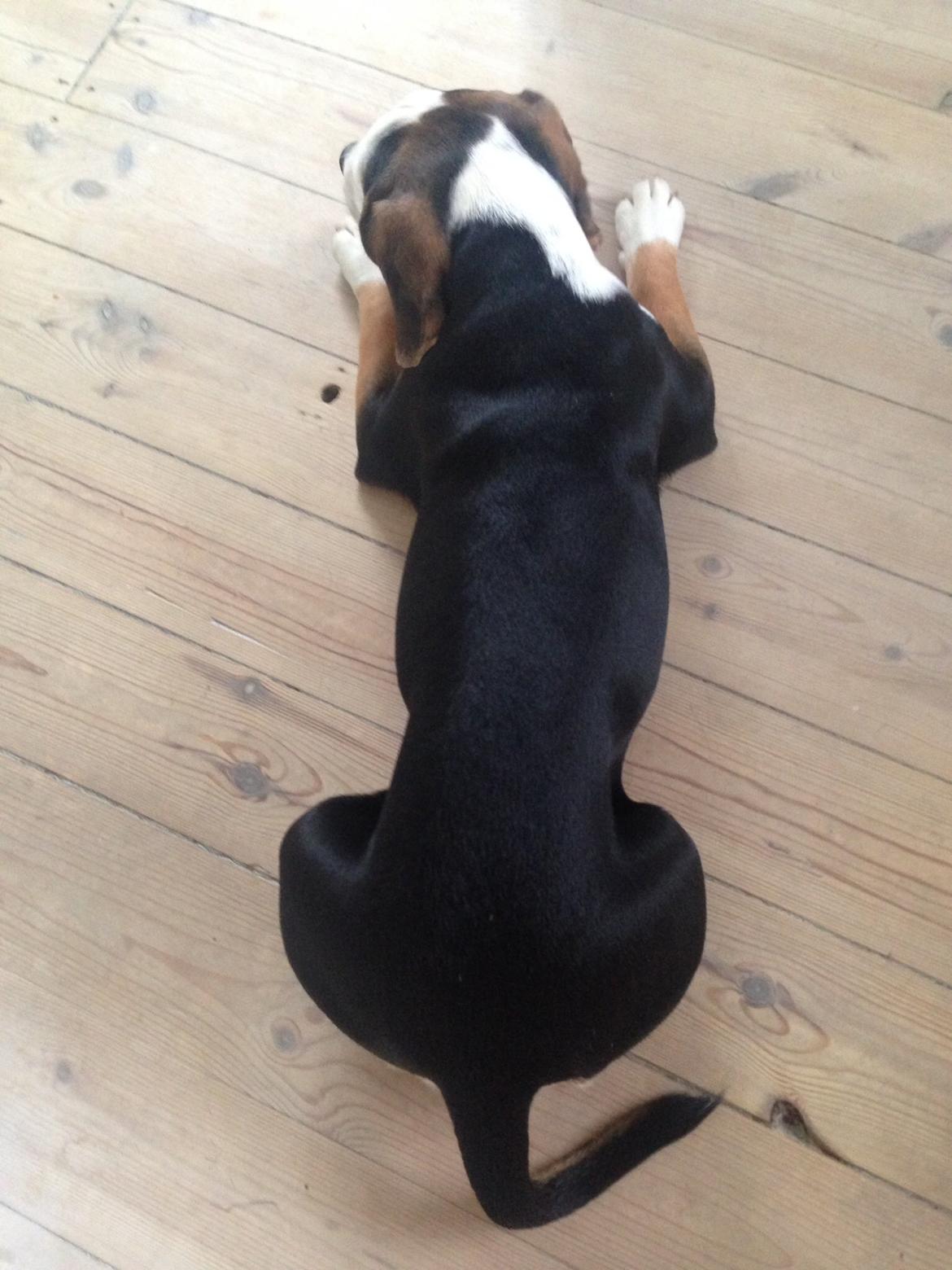 Blanding af racer Nora billede 7