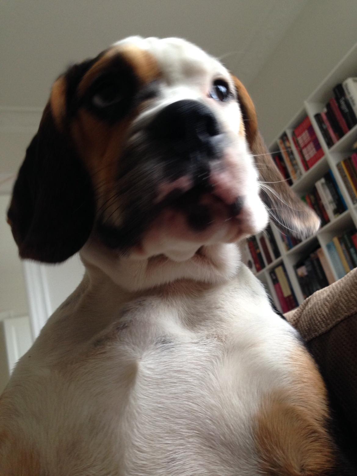 Blanding af racer Nora billede 8