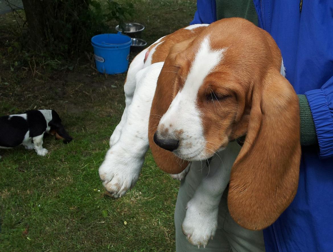 Basset hound Ludvig billede 1