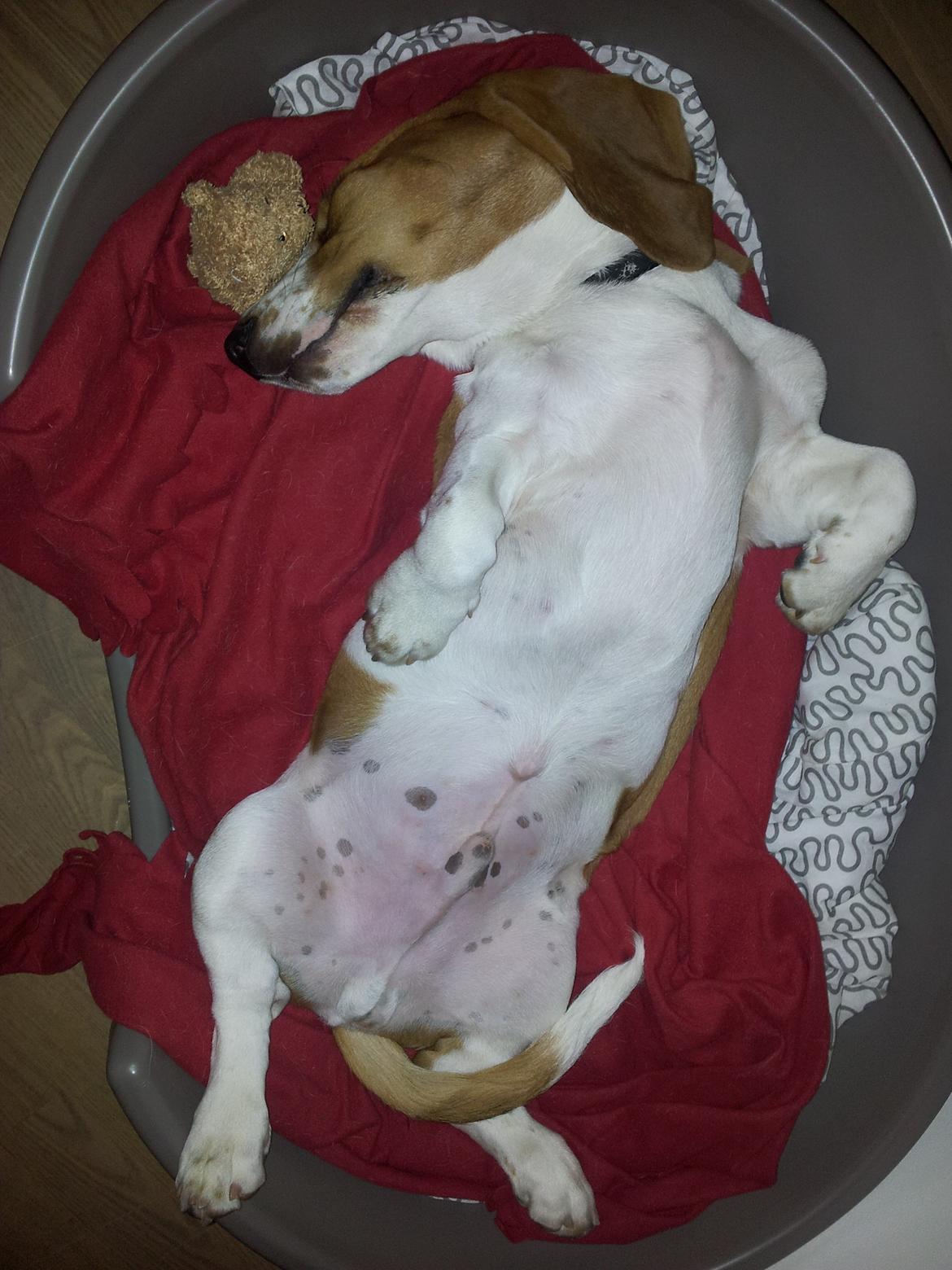 Basset hound Ludvig billede 3