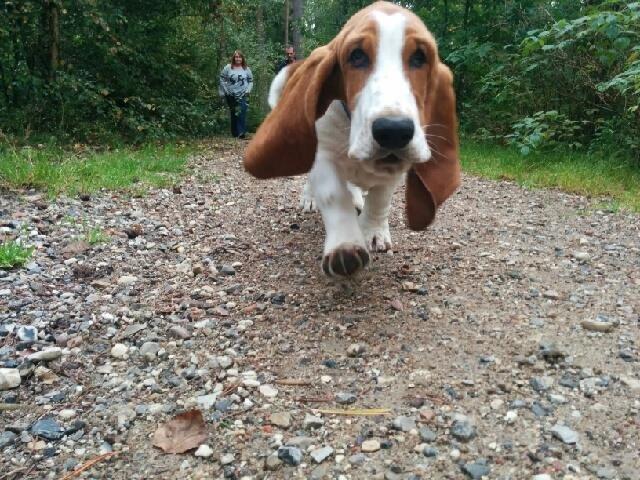 Basset hound Ludvig billede 4