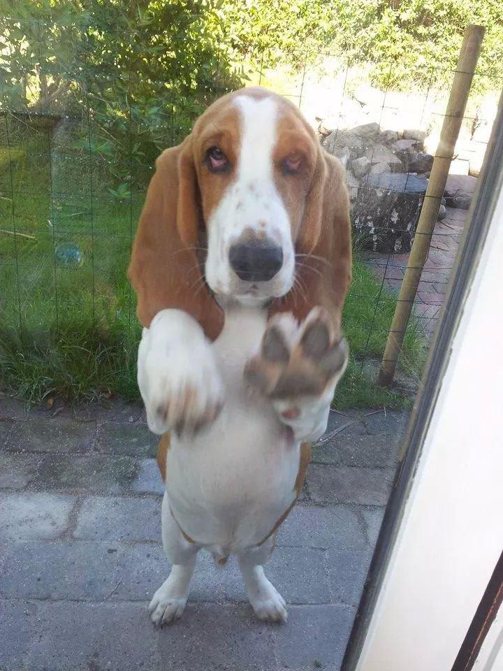 Basset hound Ludvig billede 5