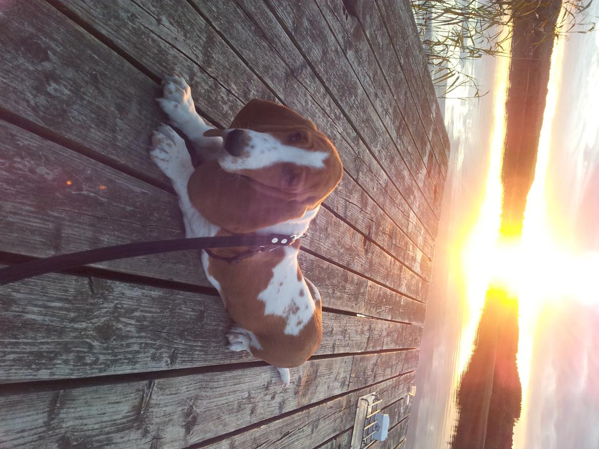 Basset hound Ludvig billede 2