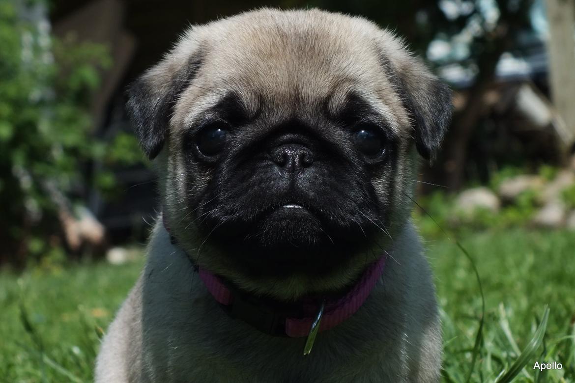 Mops Rosie - Rosie 5 uger billede 1