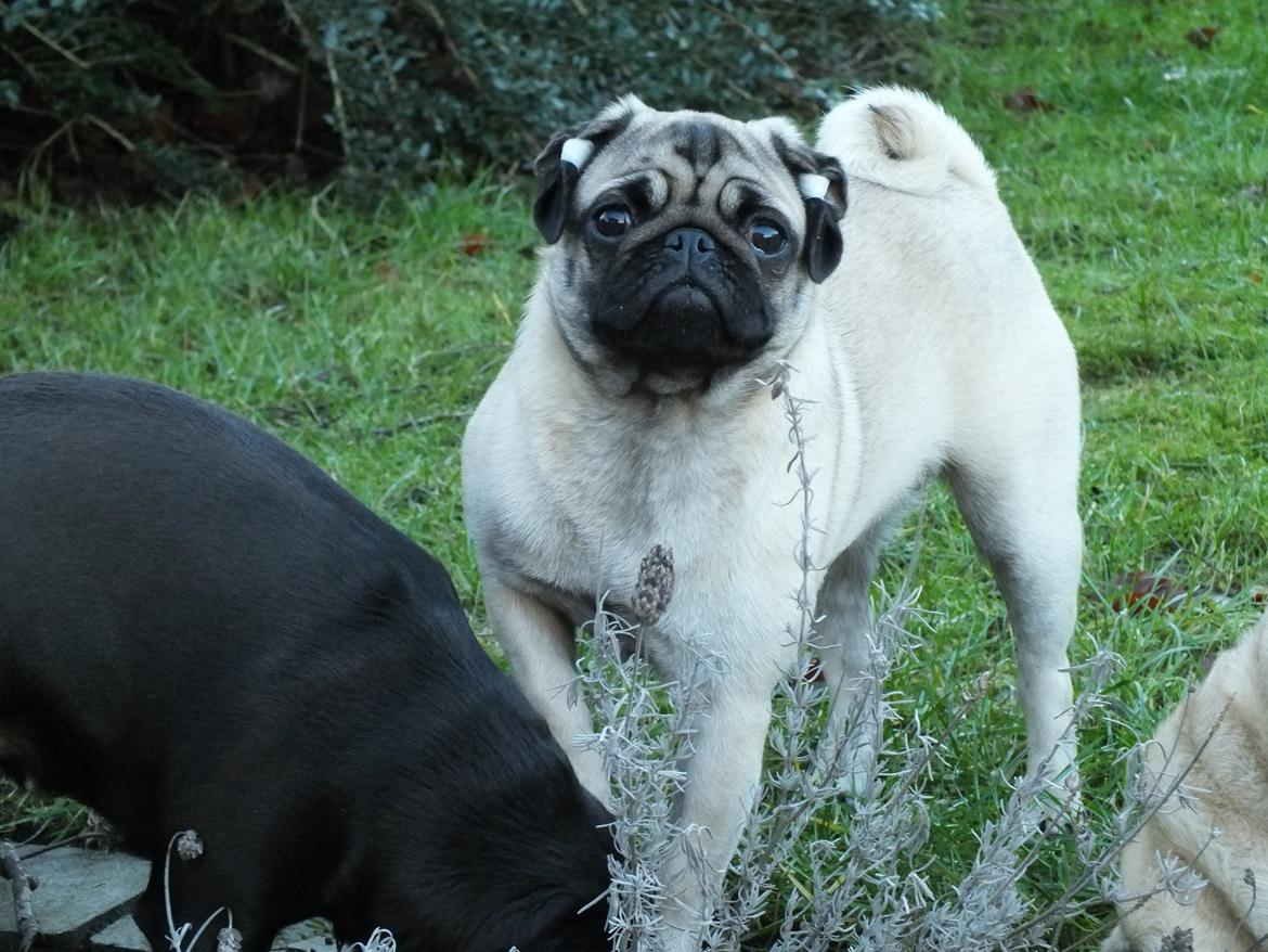 Mops Rosie billede 2