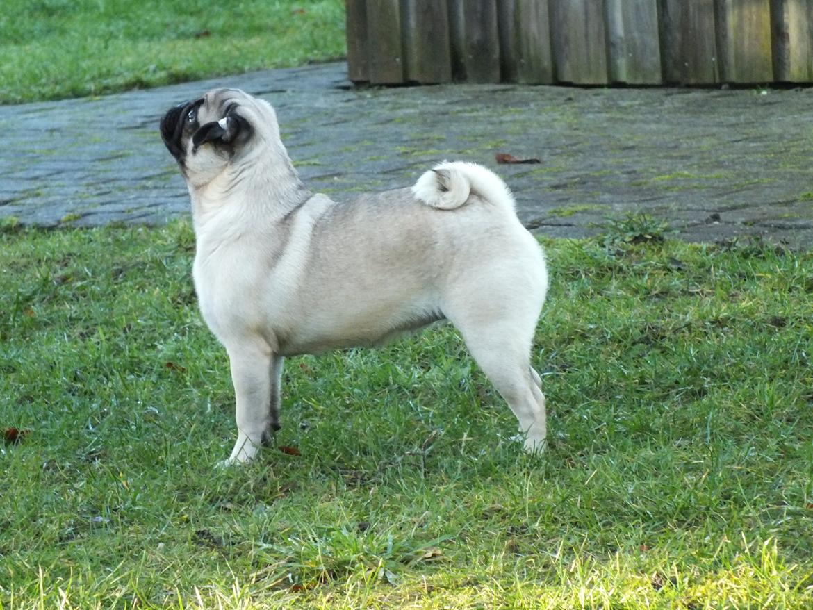 Mops Rosie billede 3