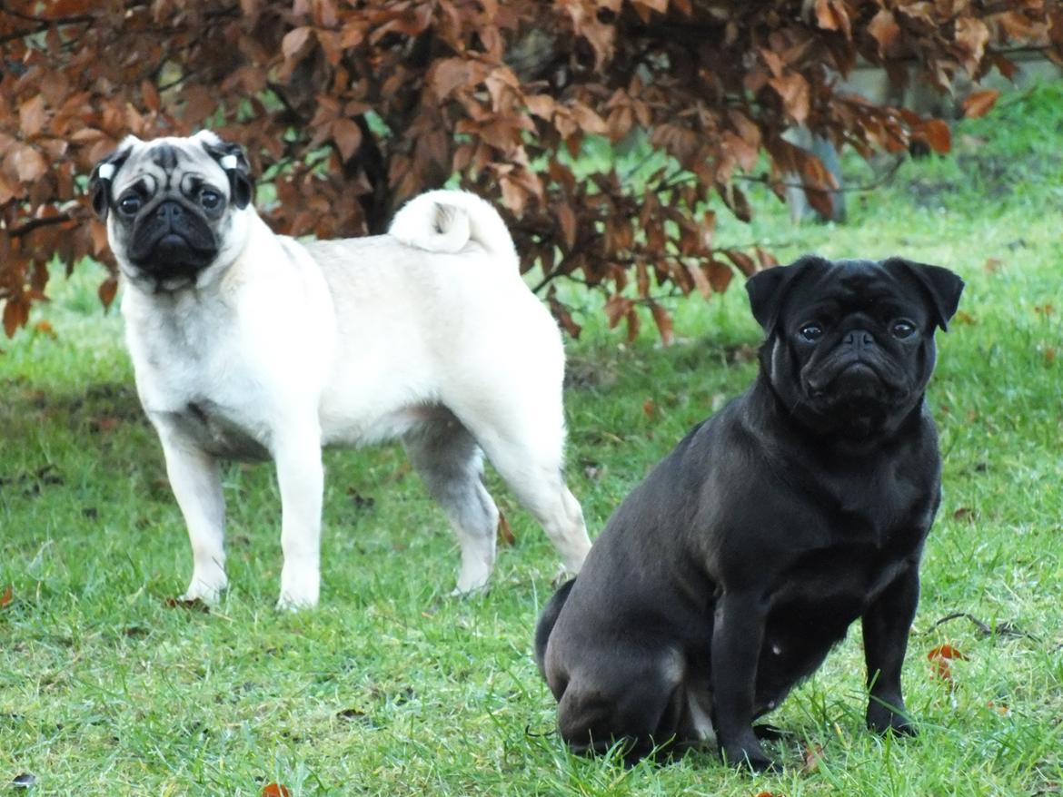 Mops Rosie billede 5