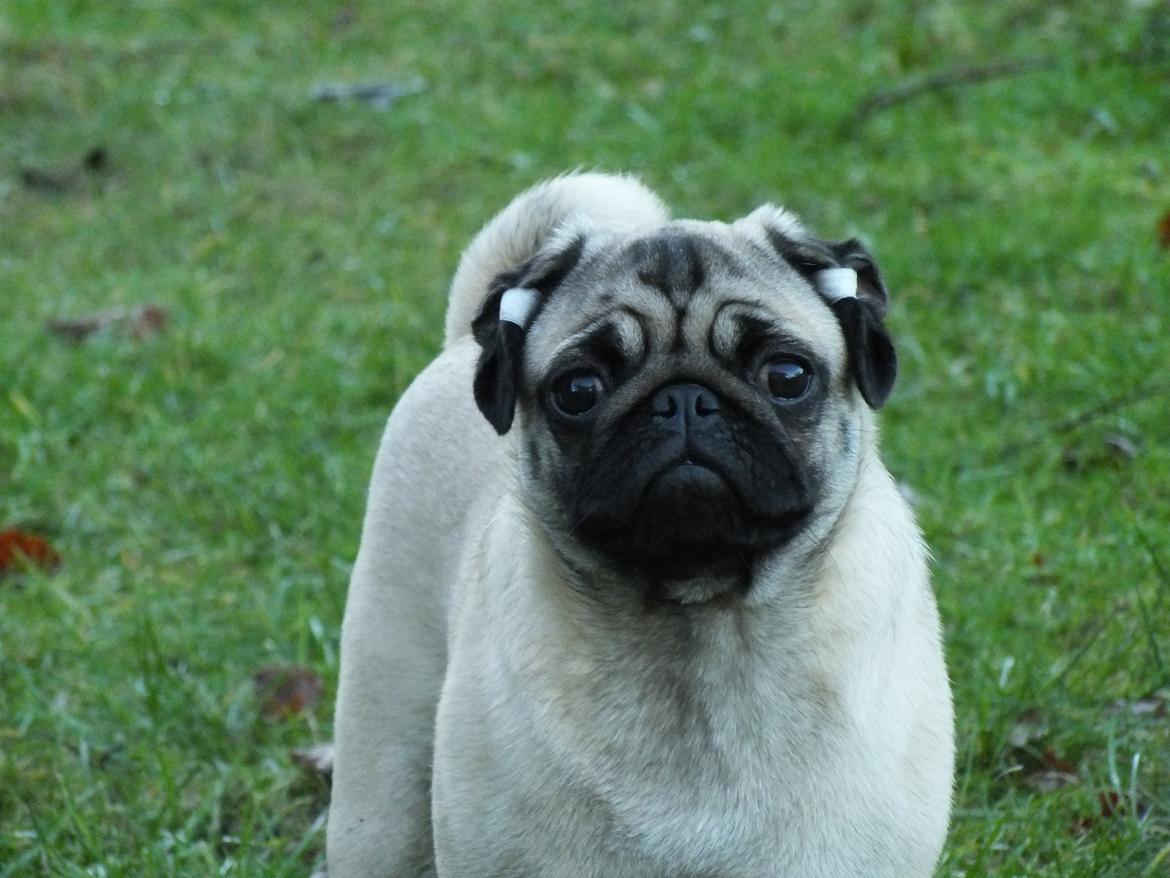 Mops Rosie billede 6