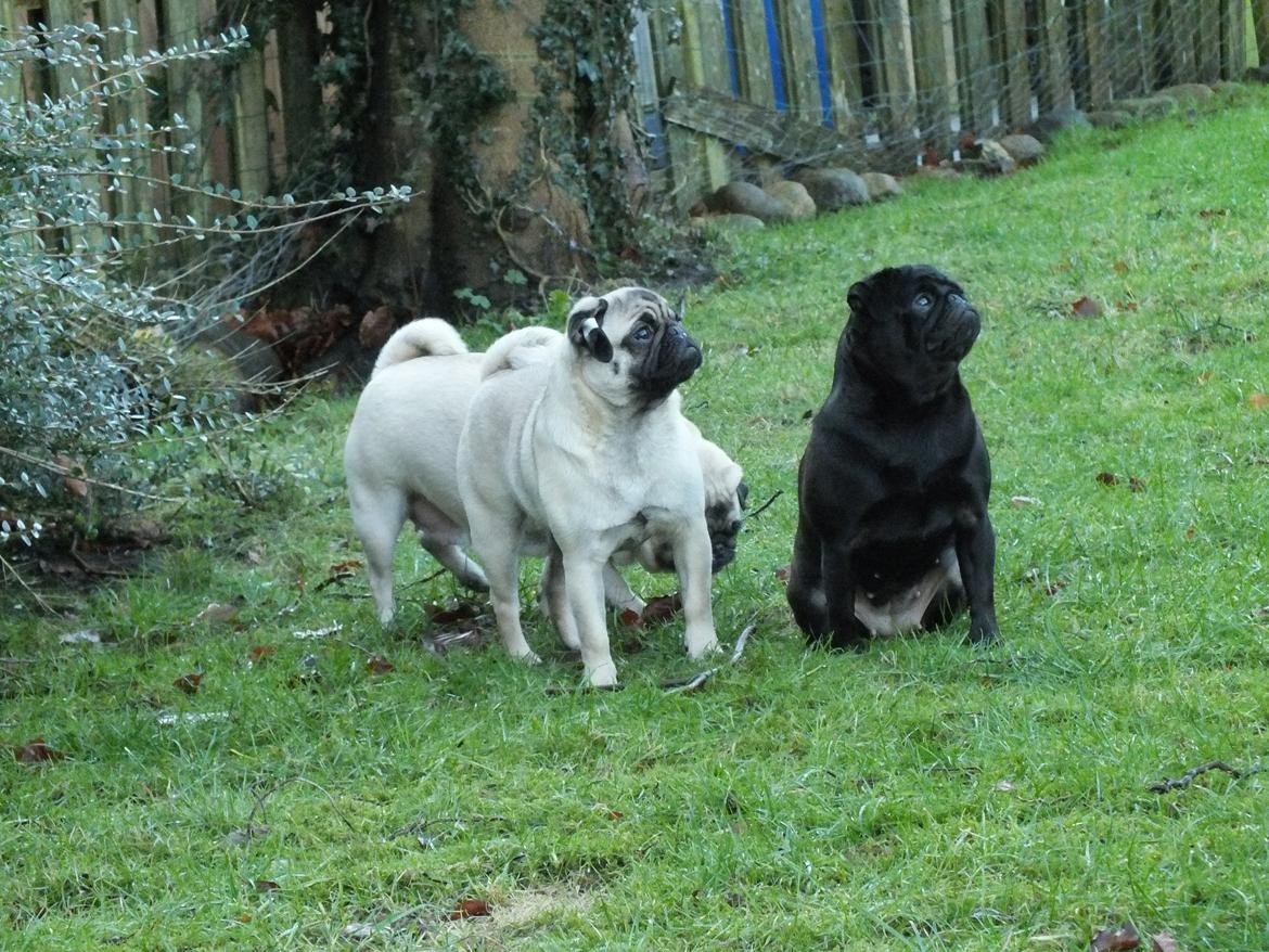 Mops Rosie billede 4