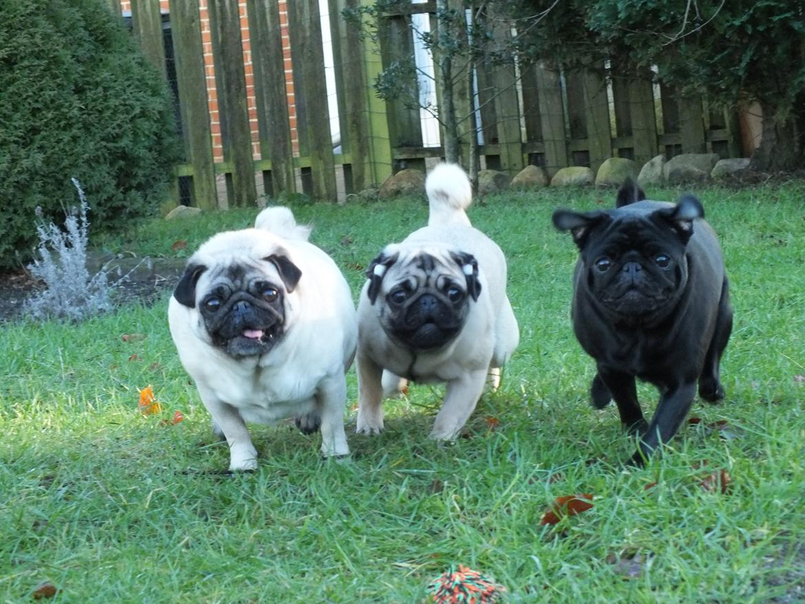 Mops Rosie billede 8