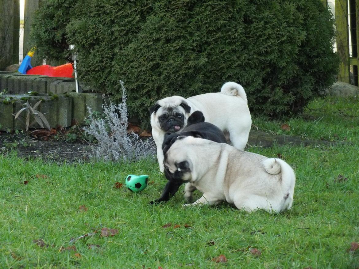 Mops Rosie billede 10