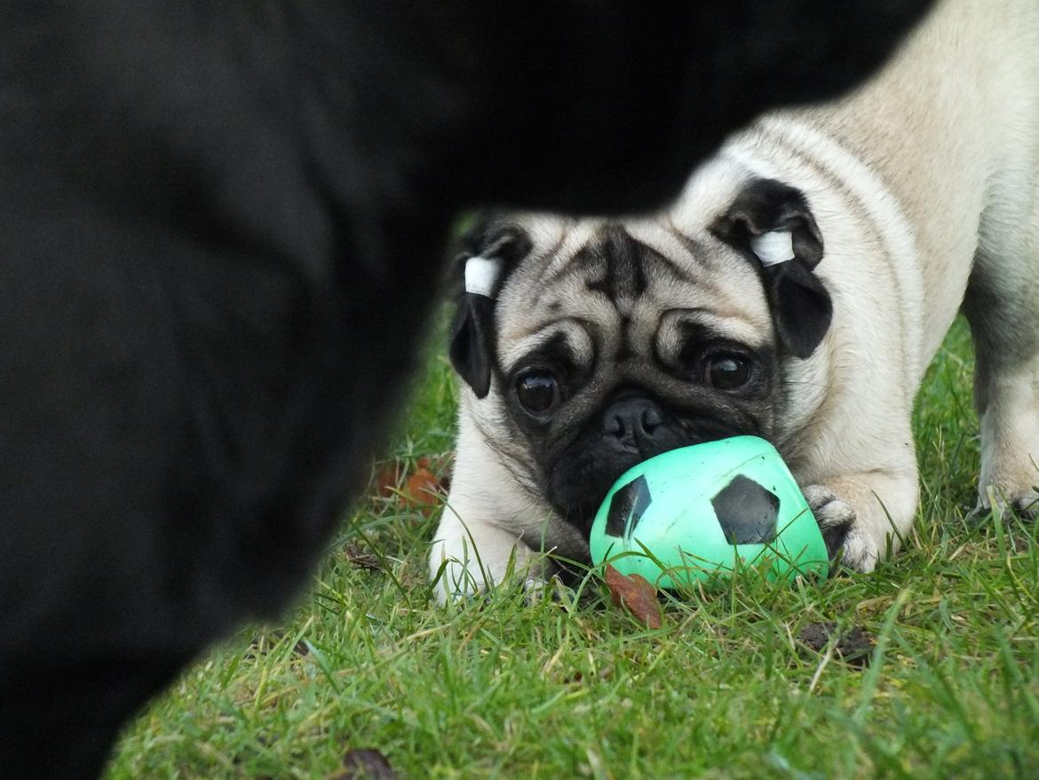 Mops Rosie billede 11