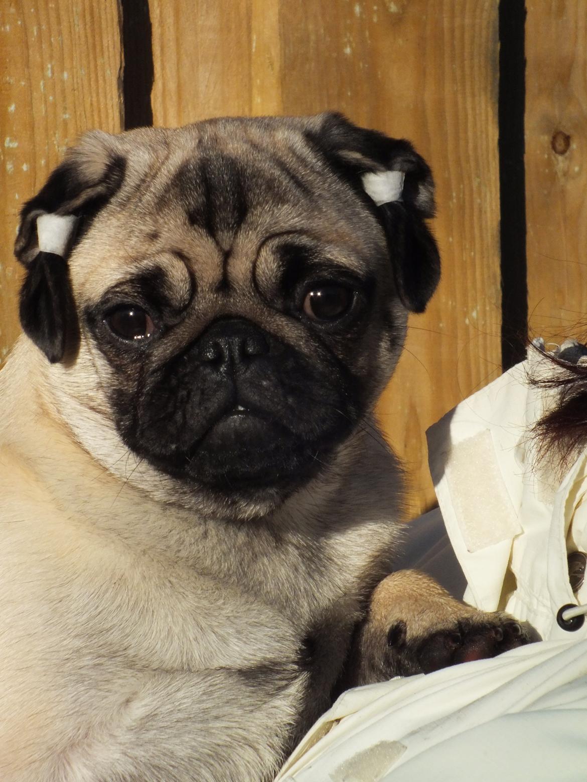 Mops Rosie billede 7