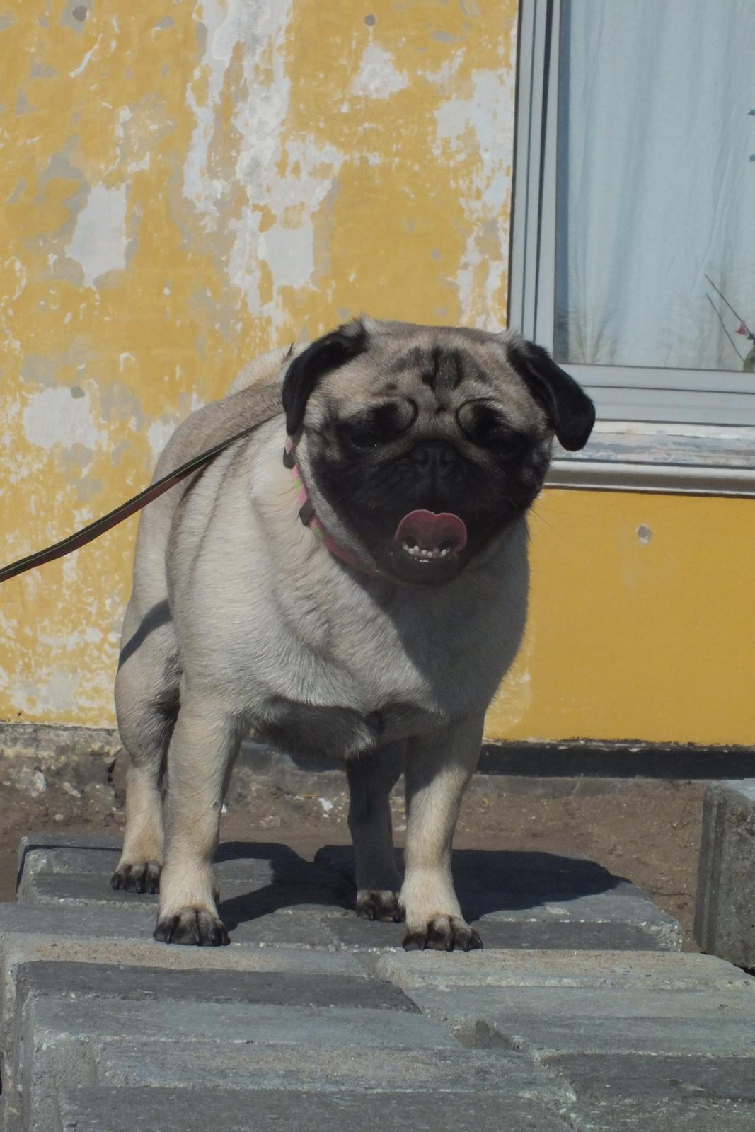 Mops Rosie billede 13