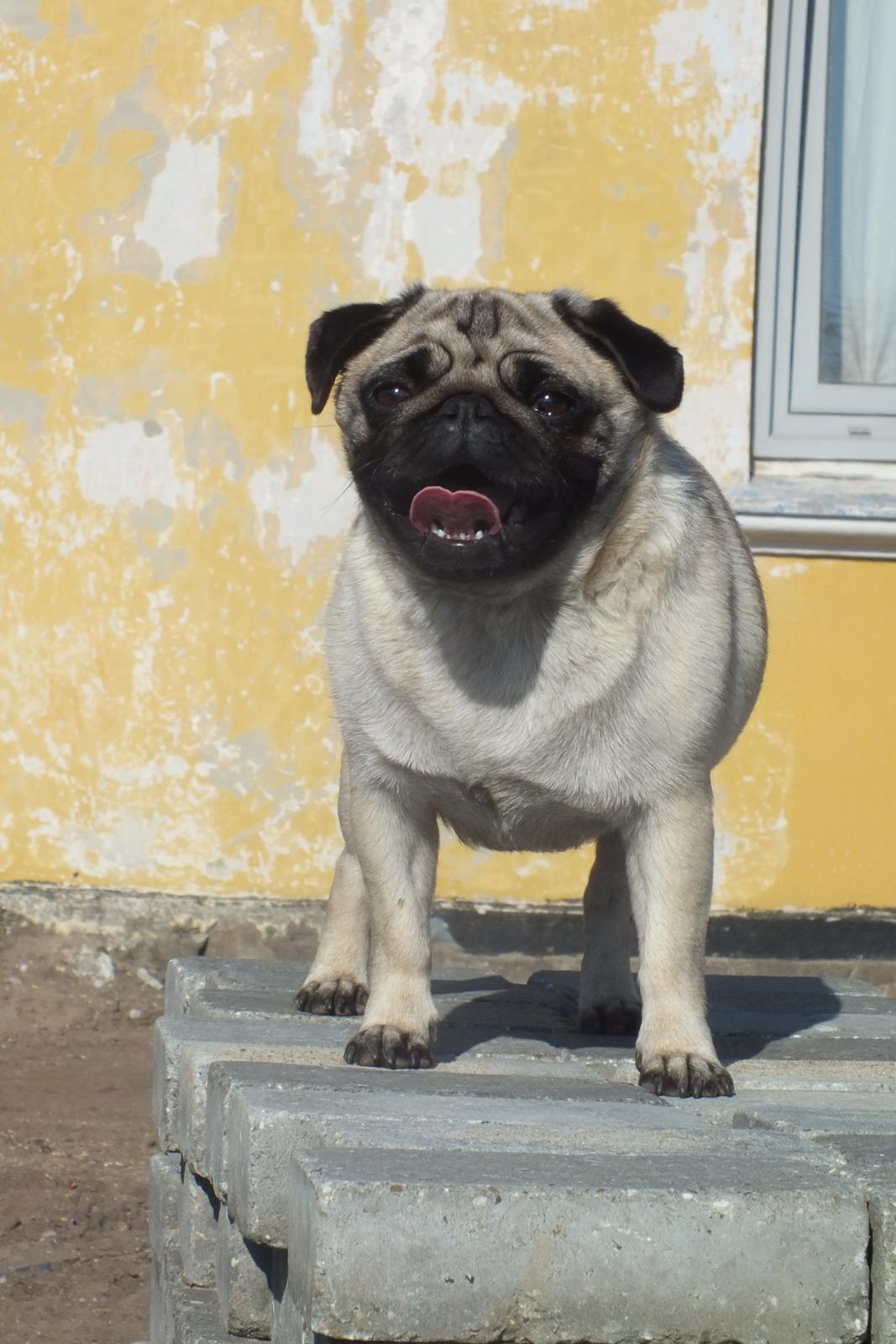 Mops Rosie billede 14