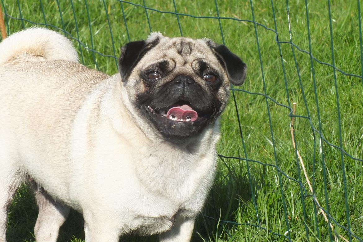 Mops Rosie billede 15